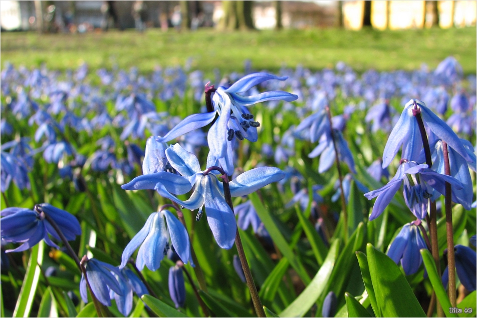 Ein Meer von Sibirischen Blausternen