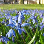 Ein Meer von Sibirischen Blausternen