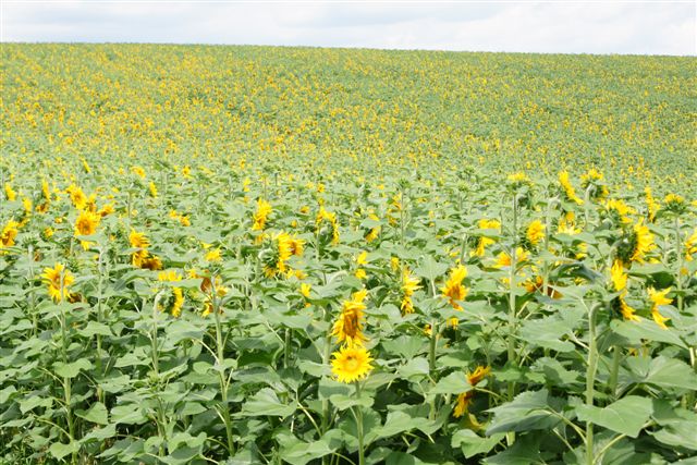 ein Meer von Sonnenblumen