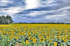 Ein Meer von Sonnenblumen