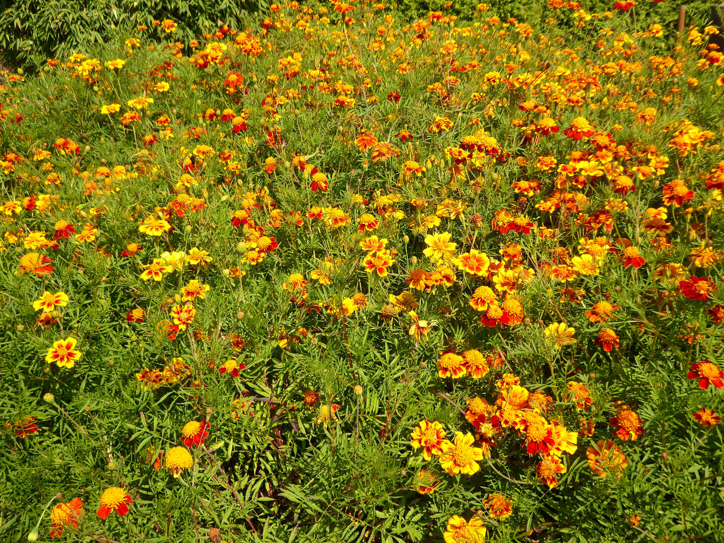 ein Meer von Tagetes