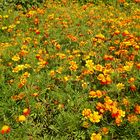 ein Meer von Tagetes