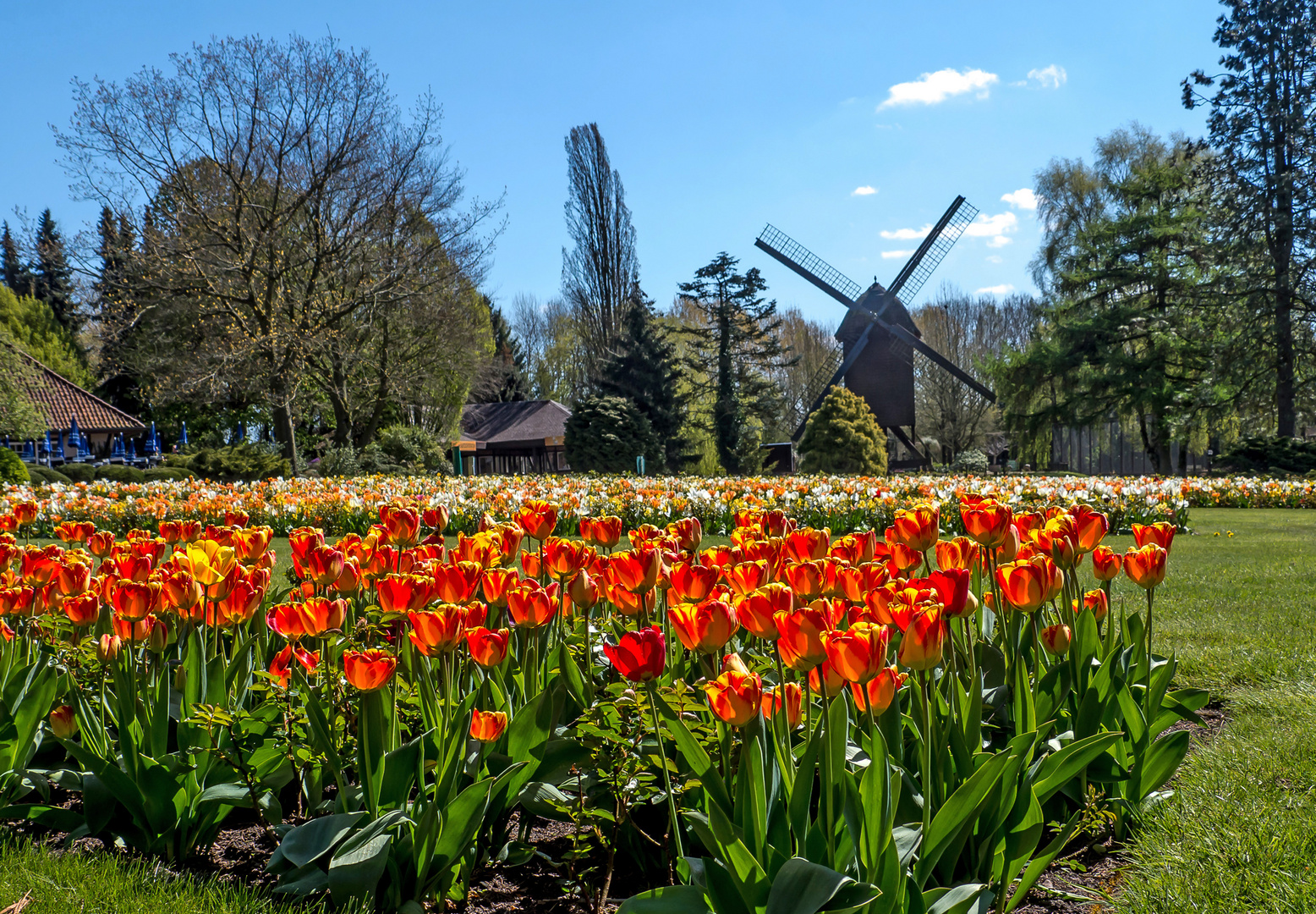 Ein Meer von Tulpen ...