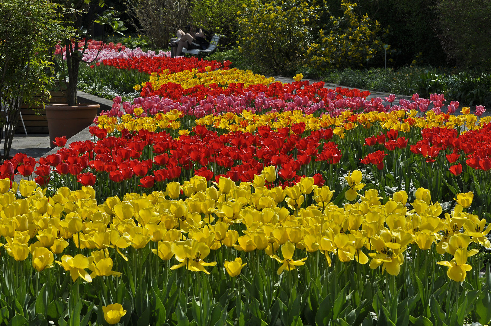 Ein Meer von Tulpen