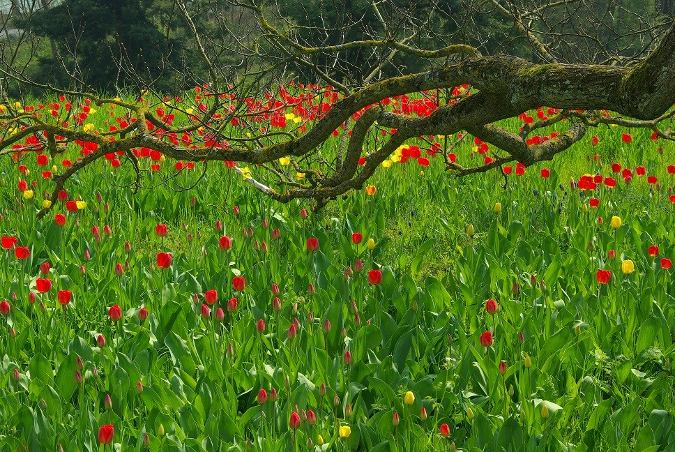 ein Meer von Tulpen