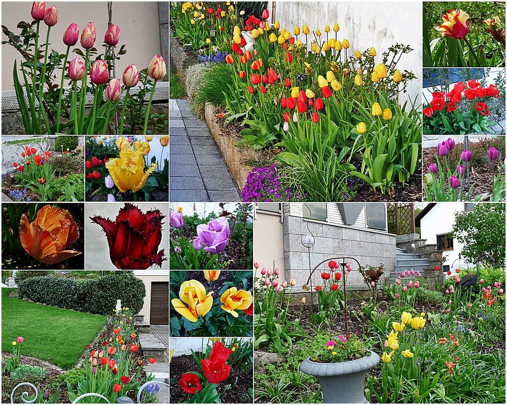 ein Meer von Tulpen in meinen Garten 