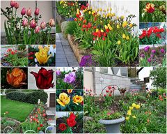 ein Meer von Tulpen in meinen Garten 