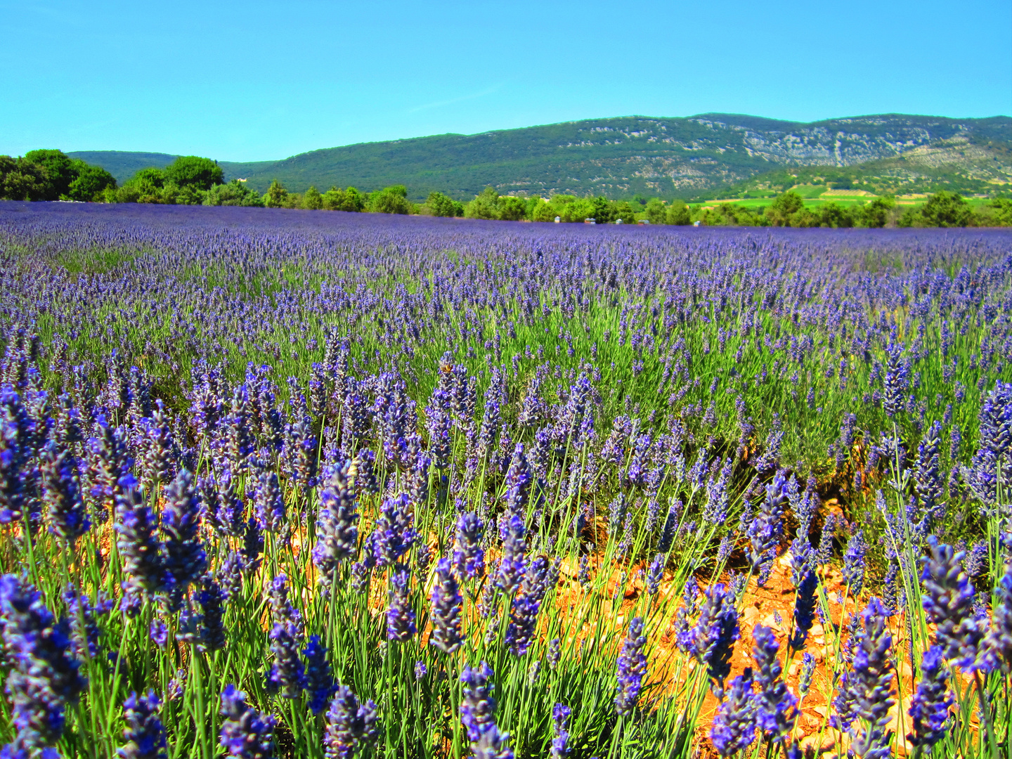 Ein Meer von Violett mit dem Duft von Lavendel