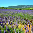 Ein Meer von Violett mit dem Duft von Lavendel