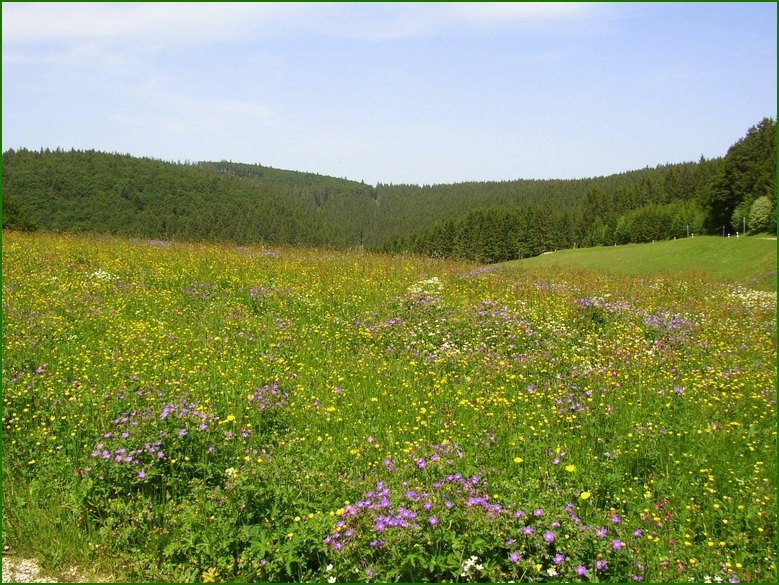 Ein Meer von Wiesenblumen