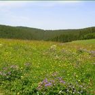 Ein Meer von Wiesenblumen