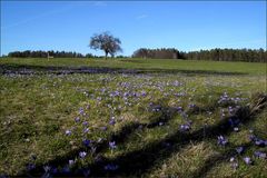 Ein Meer von     wildwachsenden     Krokusblüten