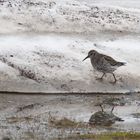 ein Meerstrandläufer