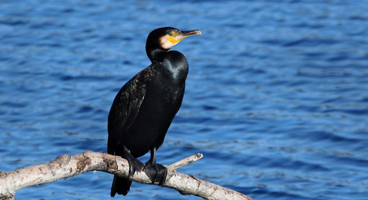 "EIN MEISTER DES TAUCHENS UND DER ANPASSUNG"