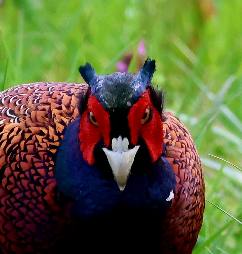 Ein Mephisto in der Vogelwelt