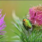 Ein metallic schillender Seidiger Fallkäfer.......(Cryptocephalus sericeus).....