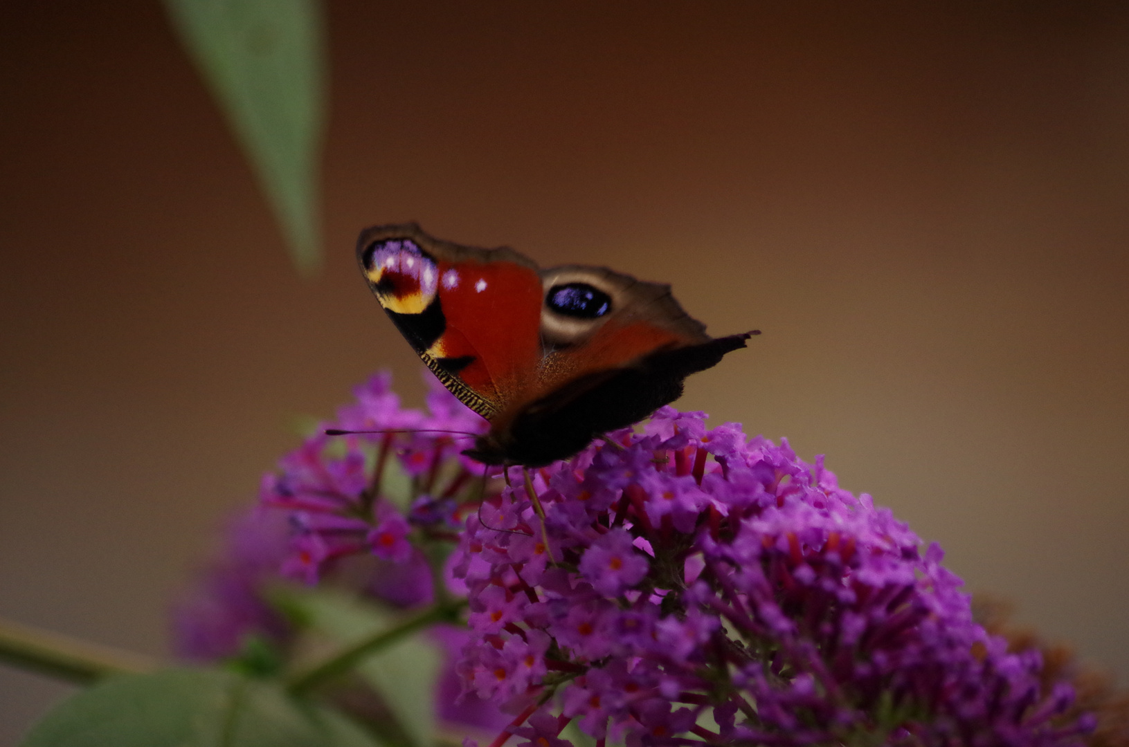 Ein Metterling !!!!