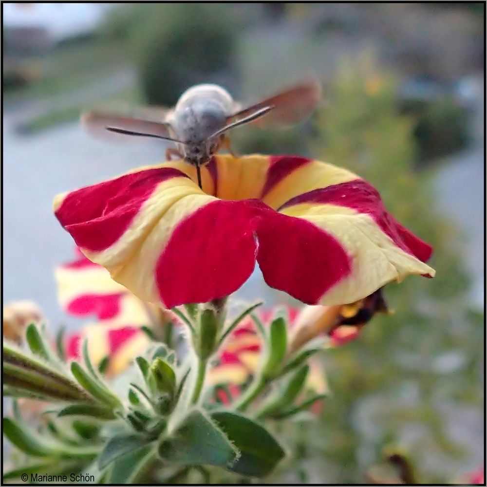 Ein MI-Wo-Blümchen mit Besuch...