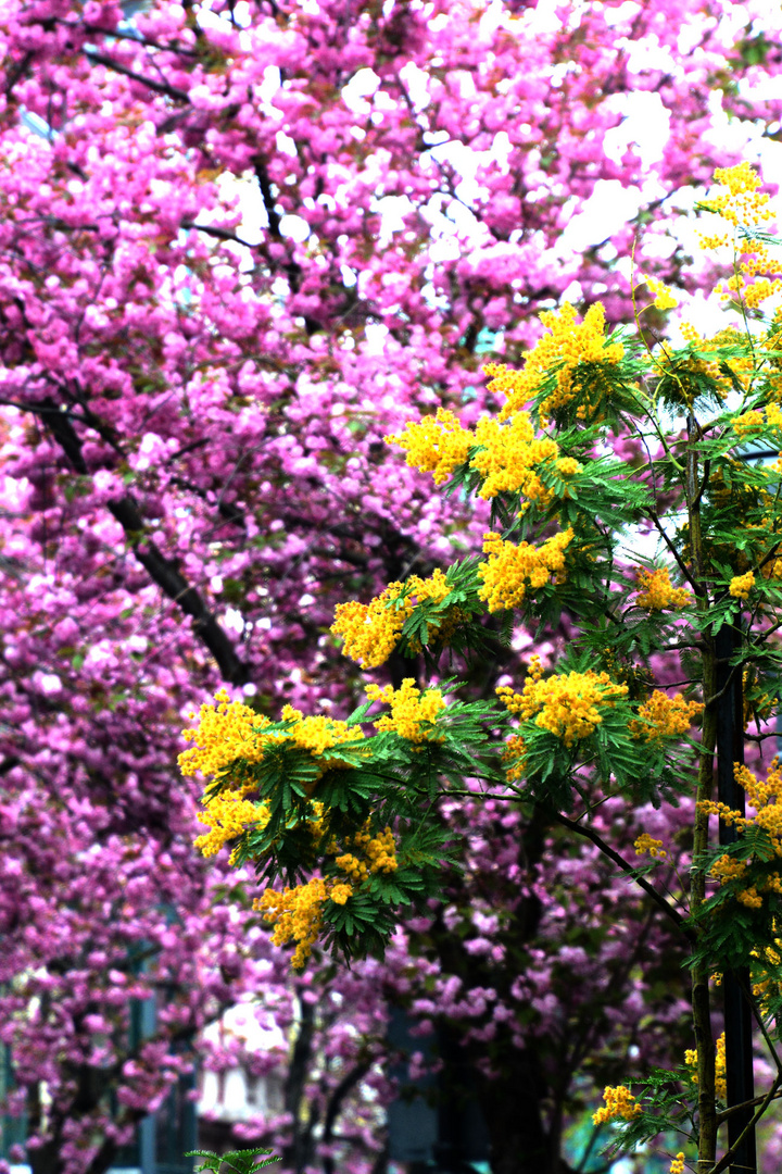 Ein Mimosenbusch vor dem rosa Blütenmeer in Bonn