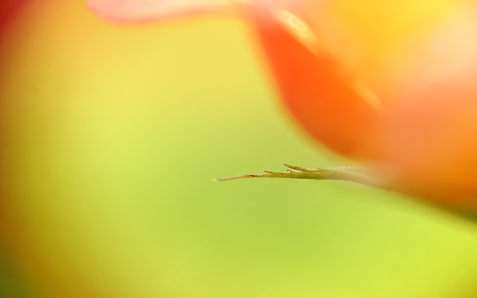 ein mini blatt im reich der farben lichter ...