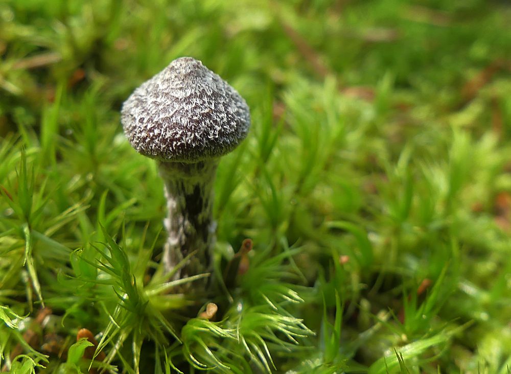 Ein Mini im Moorwald