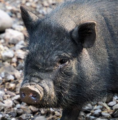 Ein Mini Schwein …