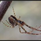 Ein Mini-Spinnerle mit langen Beinen ...