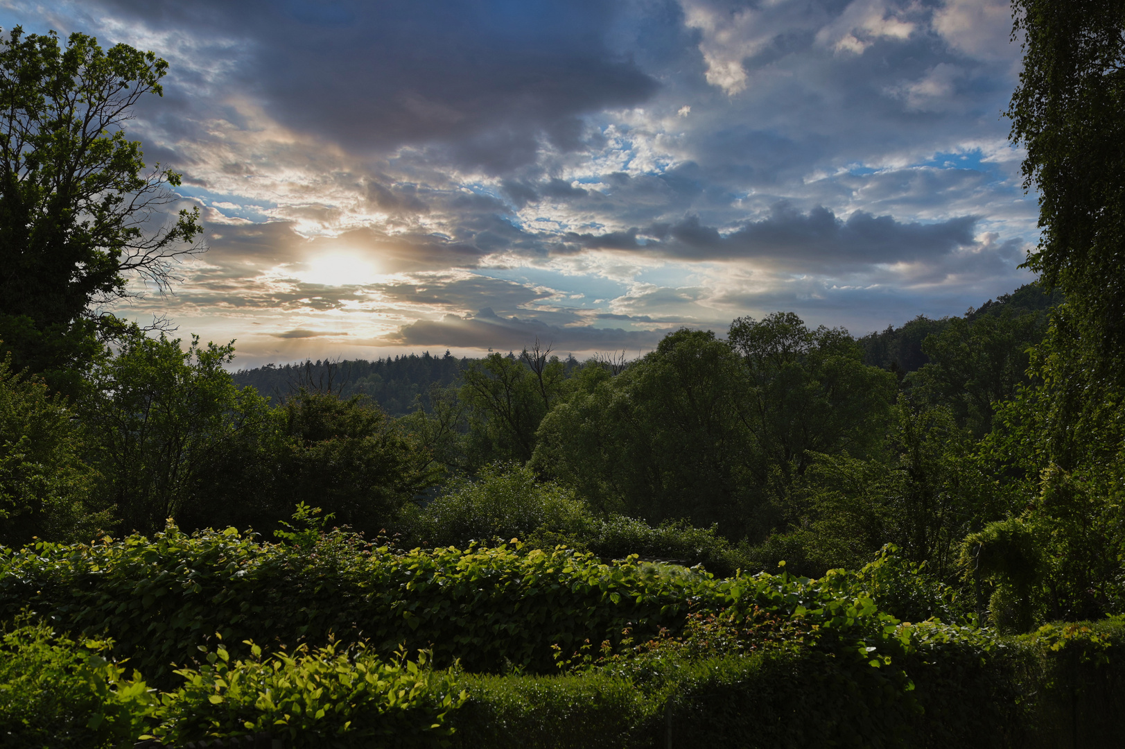 ein Mini-Urwald in letztem Abendlicht