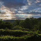 ein Mini-Urwald in letztem Abendlicht