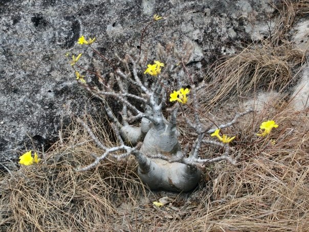 ein Minibaobab von Madagaskar