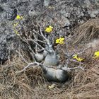 ein Minibaobab von Madagaskar