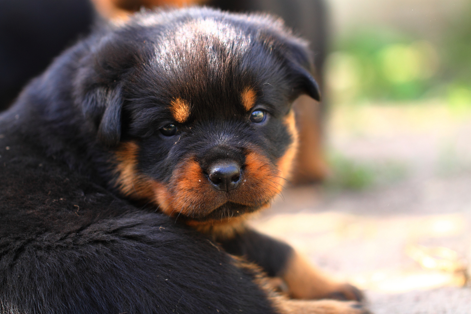 Ein Minirottimädchen