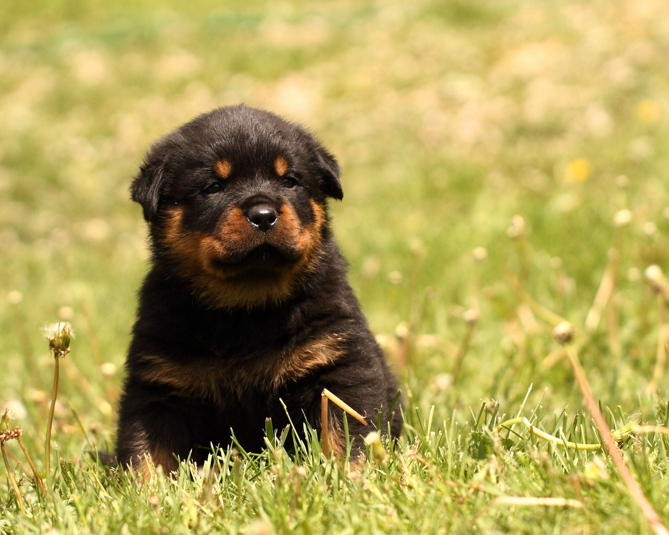 Ein Minirottweilerjunge