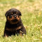 Ein Minirottweilerjunge