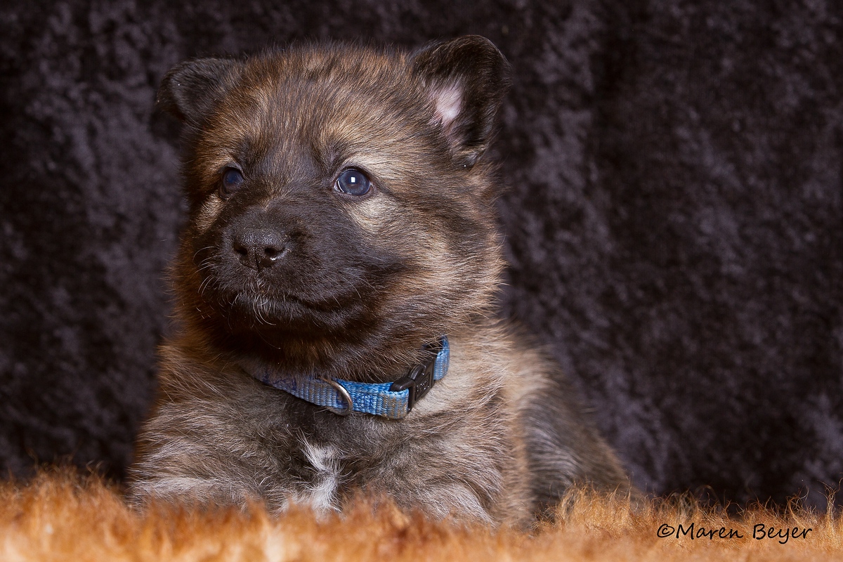 Ein Minischäferhund