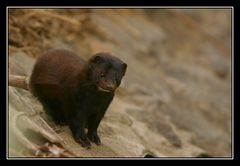 Ein Mink...