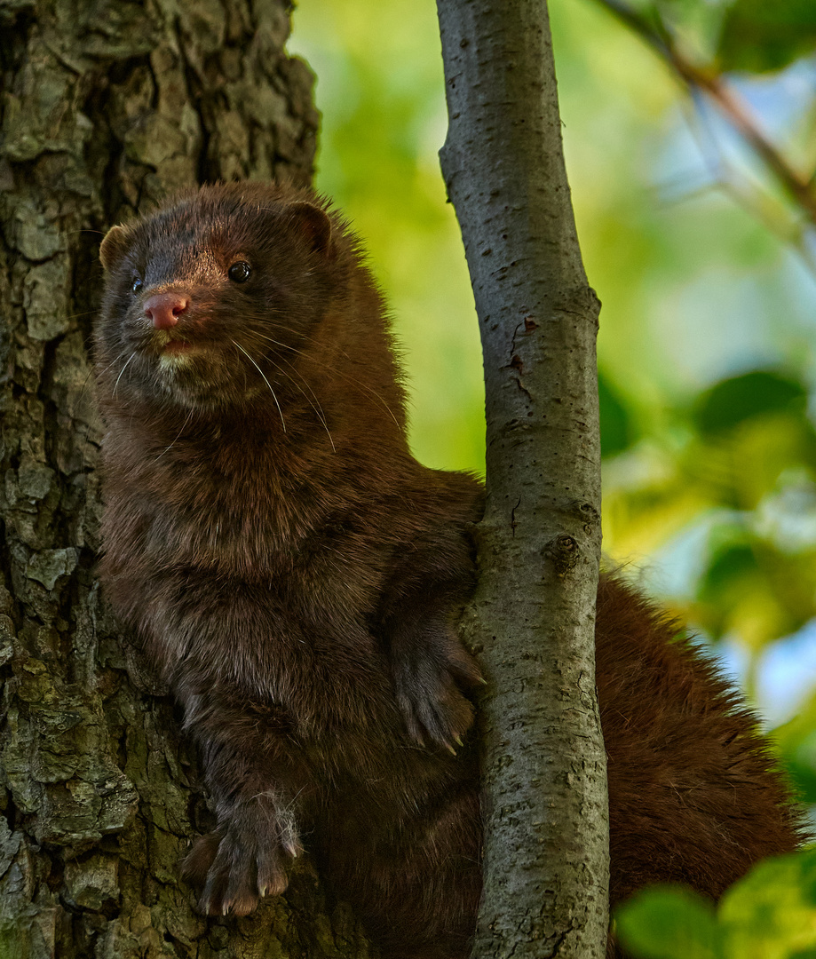 Ein Mink an den Guttauer Teichen