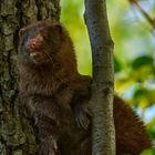 Ein Mink an den Guttauer Teichen