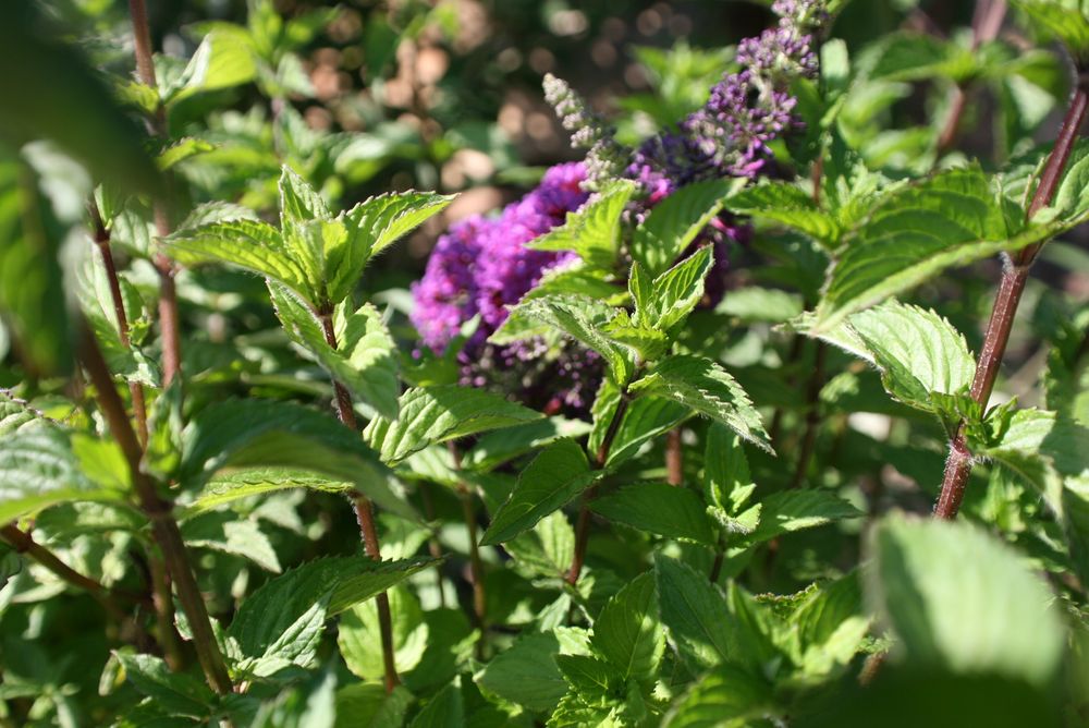 Ein MinzWald? Foto & Bild sommer, natur, pflanzen Bilder auf