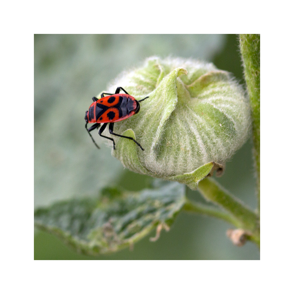 Ein (mir unbekannter) Käfer