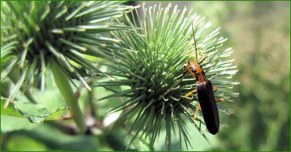 Ein mir unbekannter Käfer ;)