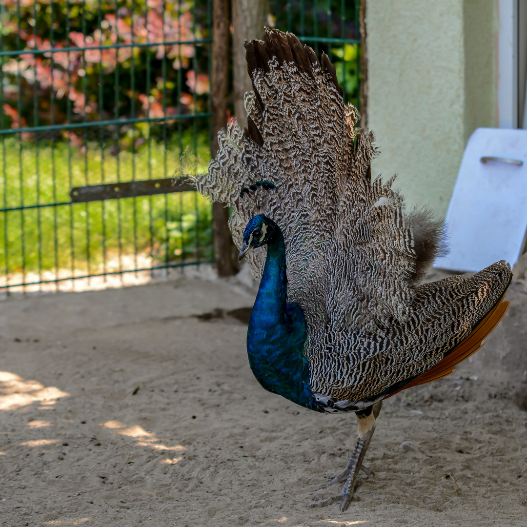 Ein mir unbekannter Pfau