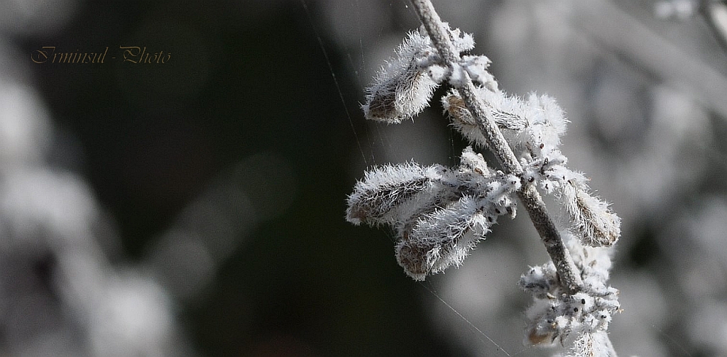 Ein mir unbekannter Samenstand in der Bergwiese