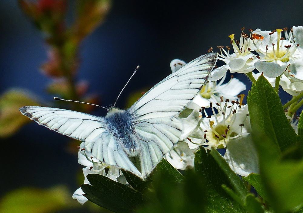 Ein mir unbekannter Schmetterling.