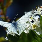 Ein mir unbekannter Schmetterling.