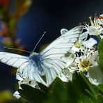 Ein mir unbekannter Schmetterling.