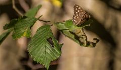 Ein mir unbekannter Schmetterling