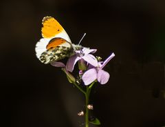 ein mir unbekannter Schmetterling zeigte sich heute im Britzer Garten