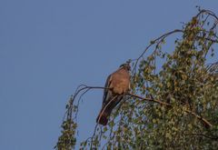 Ein mir unbekannter Vogel