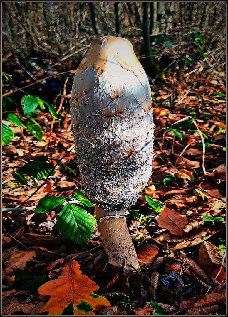 Ein mir unbekannter Waldbewohner